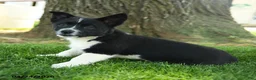 Mixed Breed dogs for sale: Oreo - Ad 4