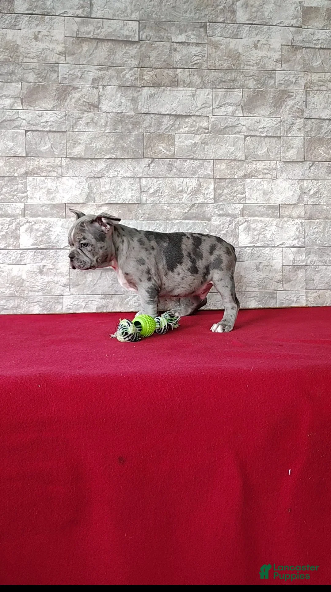 Mixed Breed dogs for sale: Archie - Ad 2