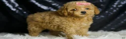 Maltipoo dogs for sale: Adore - Ad 4
