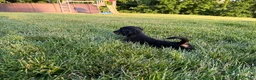 Miniature Dachshund dogs for sale: Kendra - Ad 3