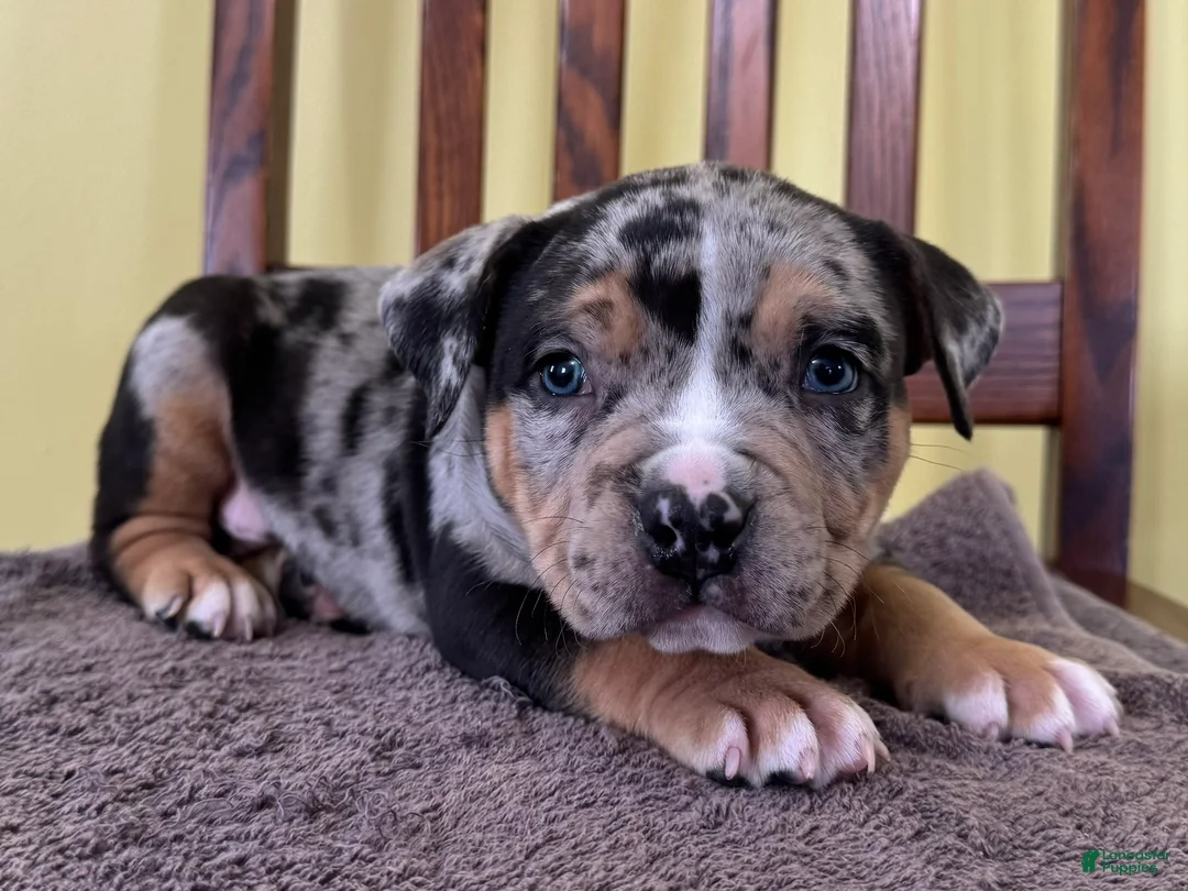 American Bully dogs for sale: Ezra - Ad 4