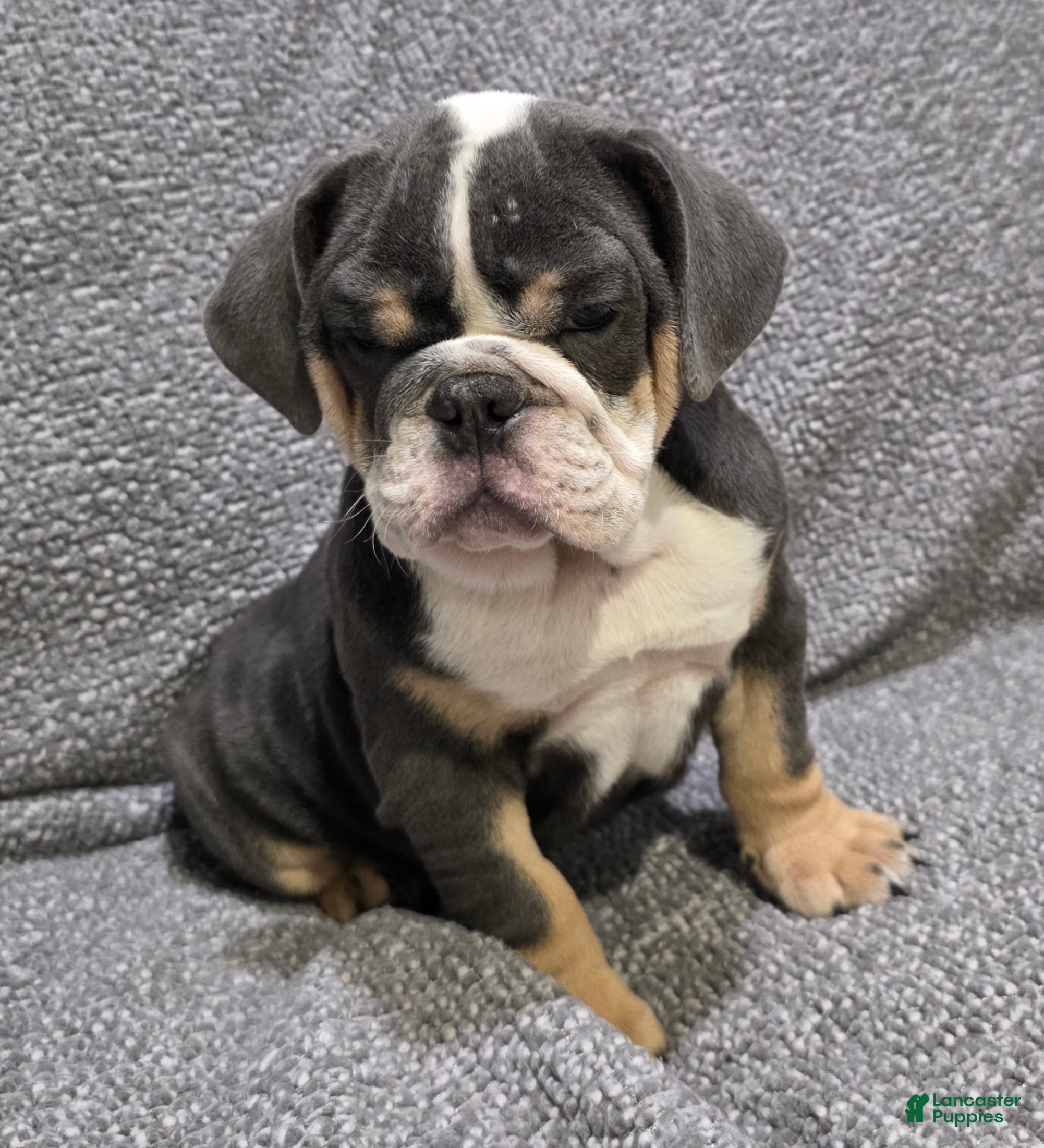 English Bulldog dogs Trippi - Ad 1