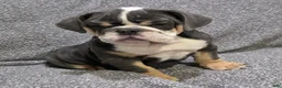 English Bulldog dogs for sale: Trippi - Ad 1