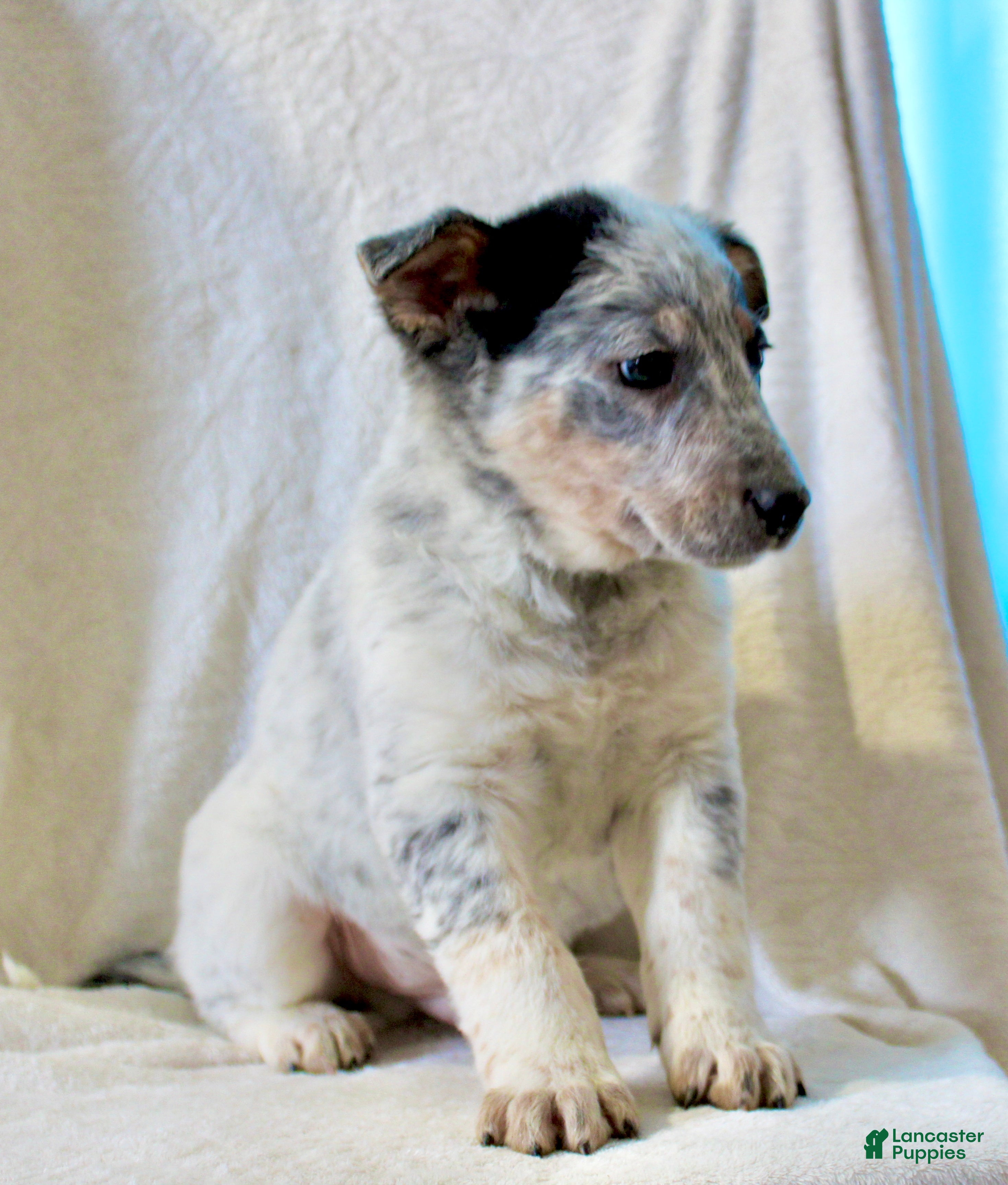 Australian Cattle Dog dogs Rambo - Ad 1