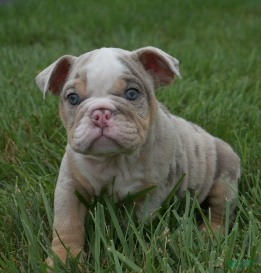 English Bulldog dogs Henry - Ad 1