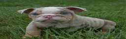English Bulldog dogs for sale: Henry - Ad 1