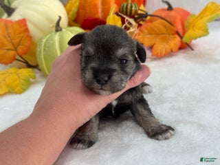 Miniature Schnauzer dogs - Ad 2