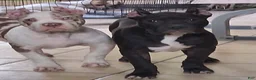 American Bully dogs for sale: American Bully Puppy 1 - Ad 8