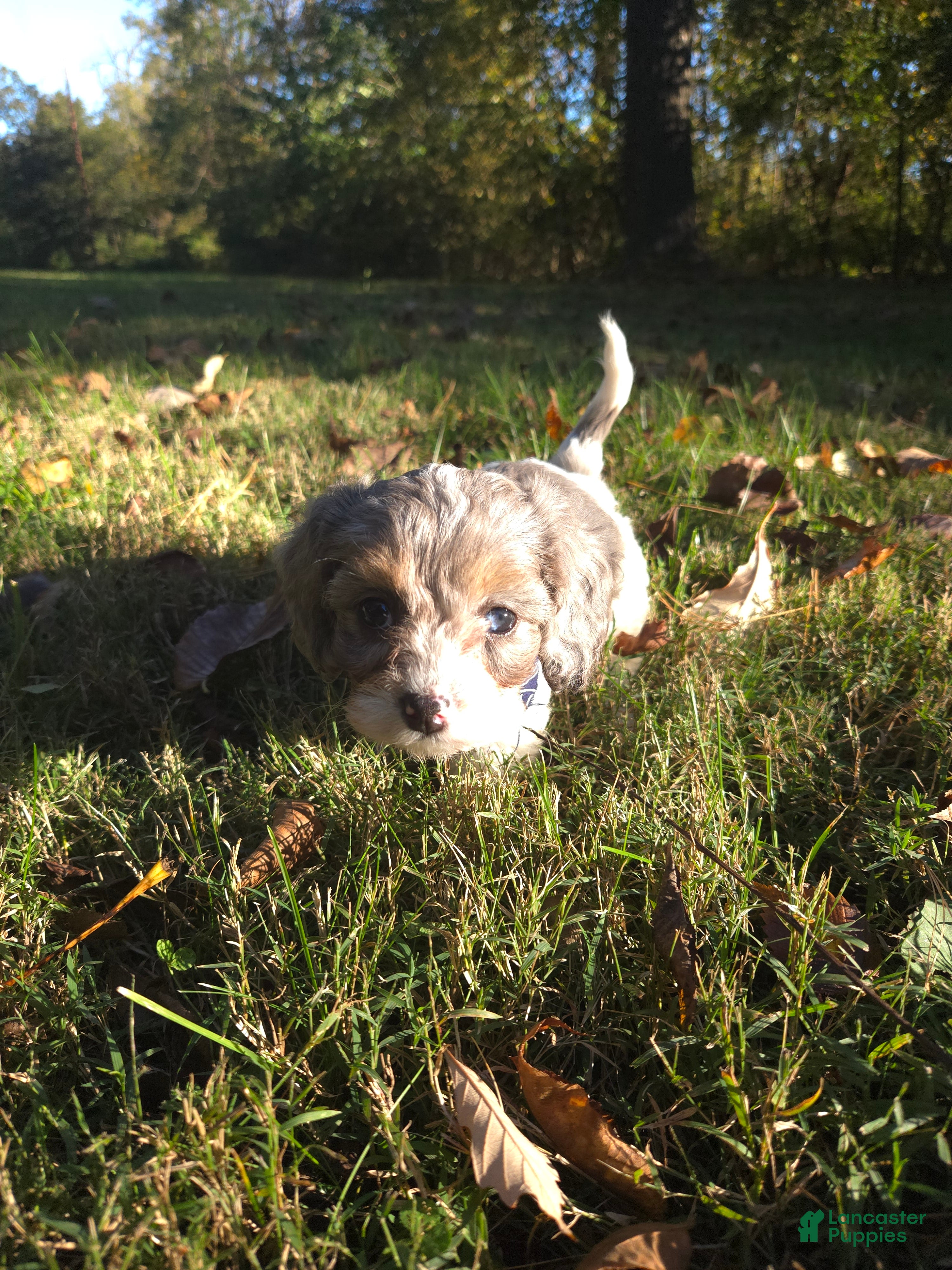 Cavapoo dogs Violet - Ad 2