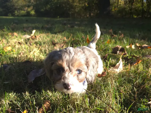 Cavapoo dogs for sale: Violet - Ad 2