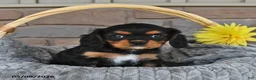 Cavalier King Charles Spaniel dogs for sale: Twilight - Ad 2