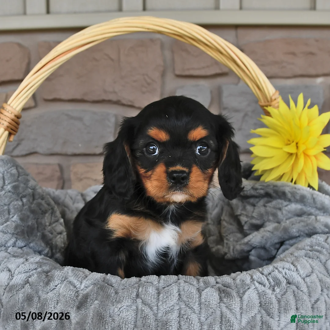 Cavalier King Charles Spaniel dogs for sale: Twilight - Ad 2