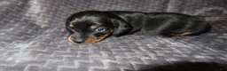Dachshund dogs for sale: Dachshund Puppy 3 - Ad 4