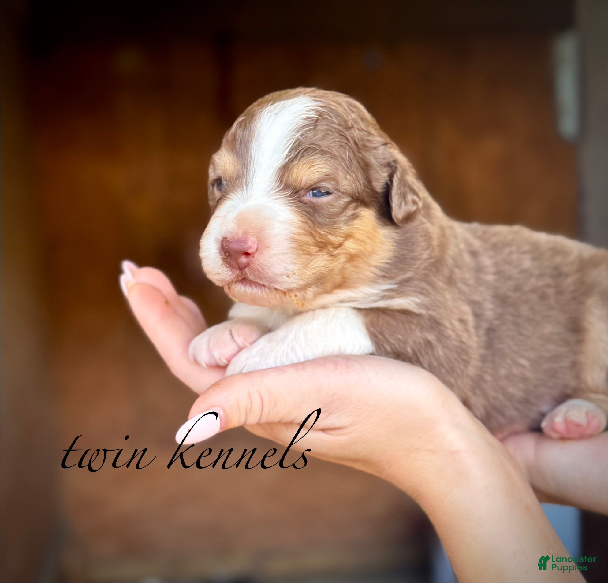 Australian Shepherd dogs Luna - Ad 1
