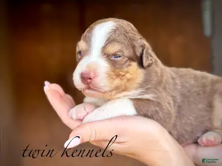 Australian Shepherd dogs for sale: Luna - Ad 3