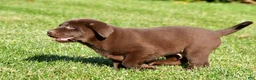 Labrador Retriever dogs for sale: Jackson - Ad 3