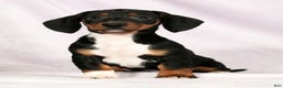 Miniature Dachshund dogs for sale: Skye - Ad 2