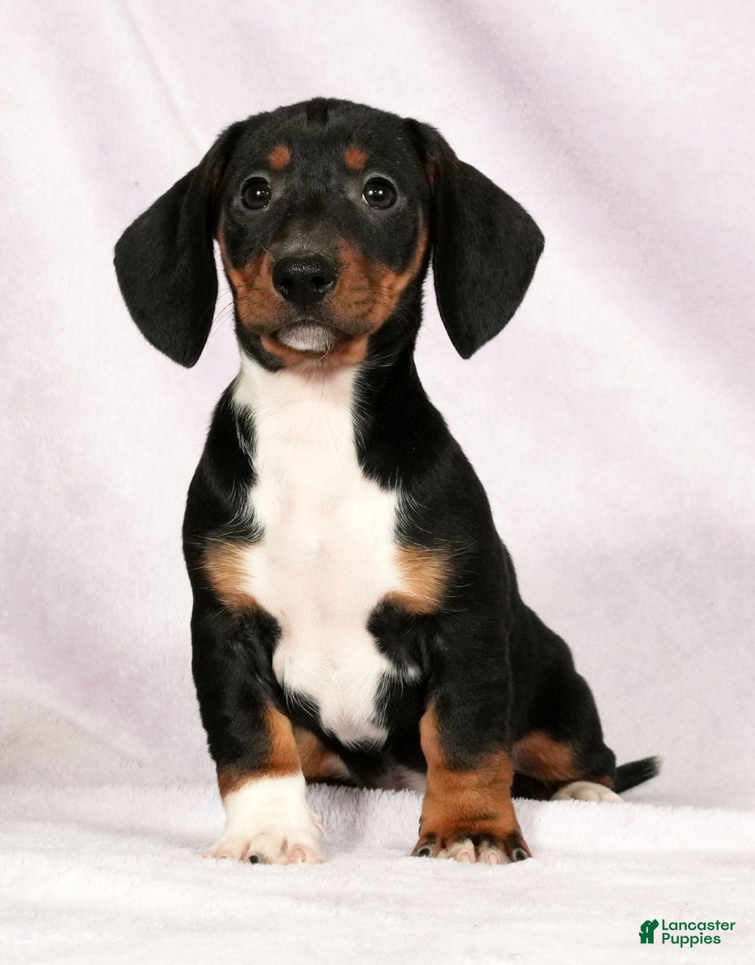 Miniature Dachshund dogs for sale: Skye - Ad 2