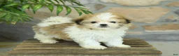 Teddy Bear dogs for sale: Tonya - Ad 4