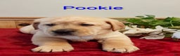 Goldador dogs for sale: Pookie - Ad 4
