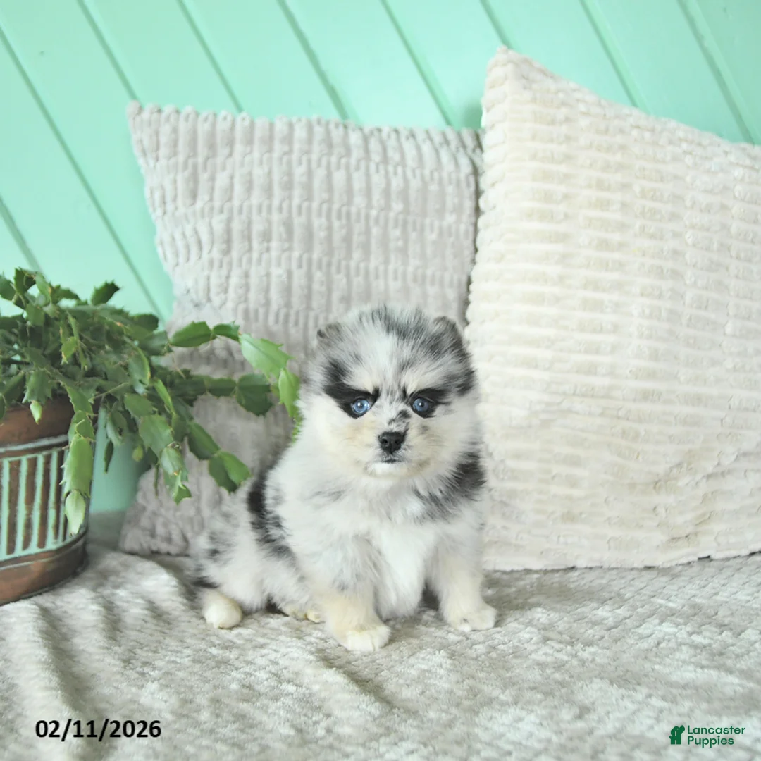 Pomsky dogs for sale: Lacy - Ad 5