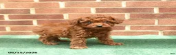 Miniature Poodle dogs for sale: Sorrel - Ad 3