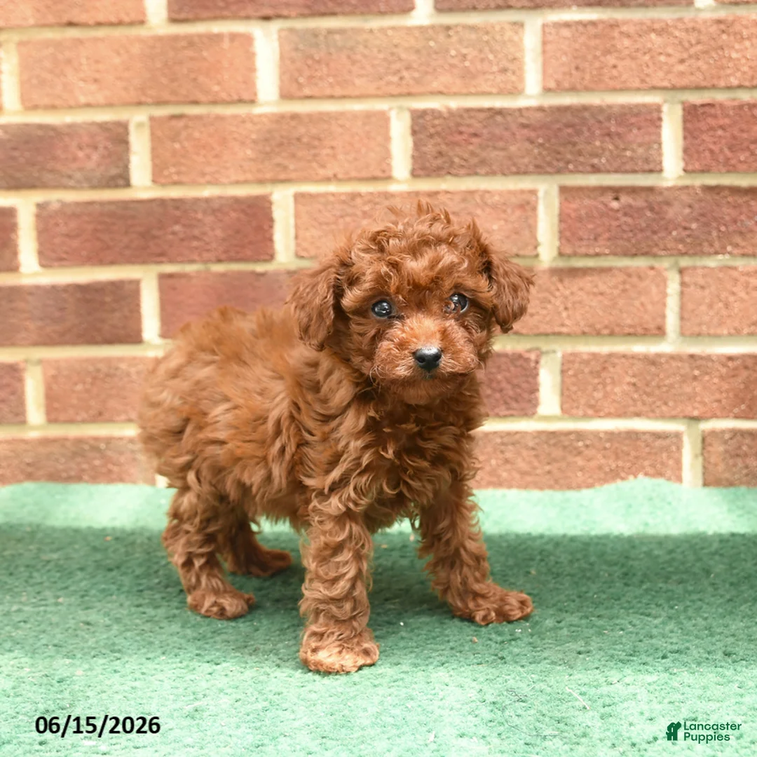 Miniature Poodle dogs for sale: Sorrel - Ad 3