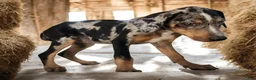 Catahoula Leopard Dog dogs for sale: Jesse 2026 F3 - Ad 3