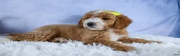 Mini Goldendoodle dogs for sale: 🐾 Meet Nova – F2B Mini Goldendoodle Puppy 🐾 - Ad 3