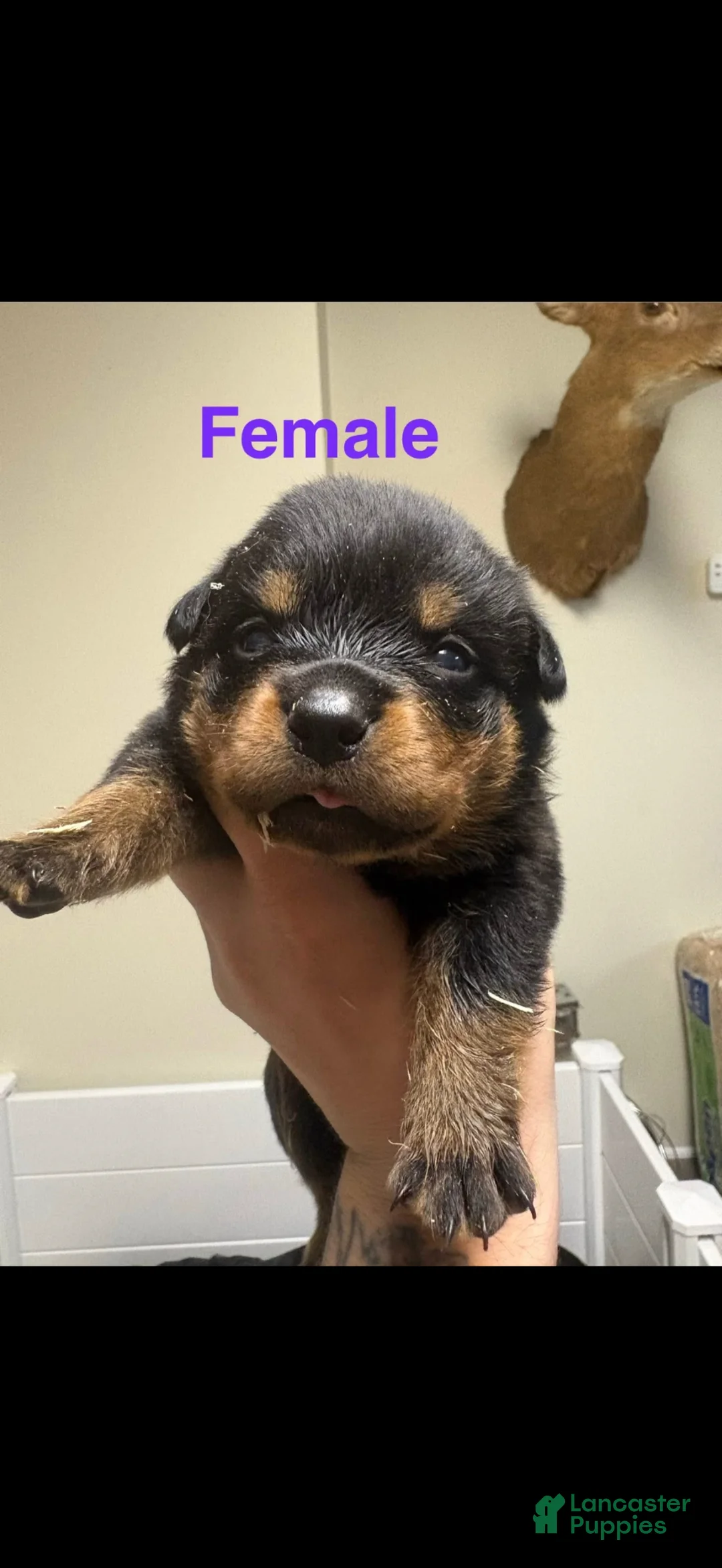 Rottweiler dogs for sale: Rottweiler Puppy 3 - Ad 1