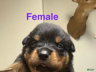 Rottweiler dogs Rottweiler Puppy 3 - Ad 25