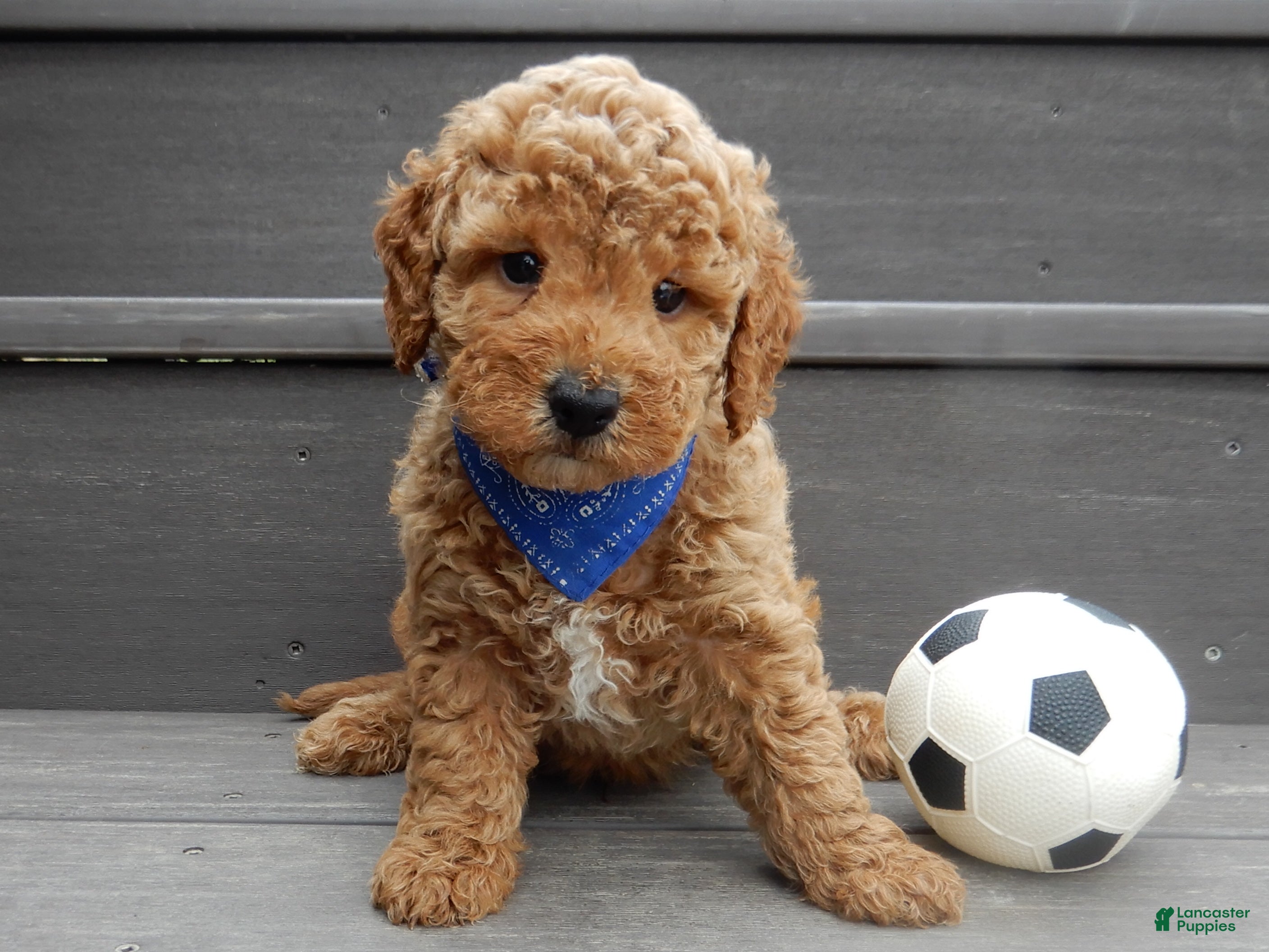 Mini Goldendoodle dogs Oliver - Ad 40