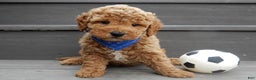 Mini Goldendoodle dogs for sale: Oliver - Ad 1
