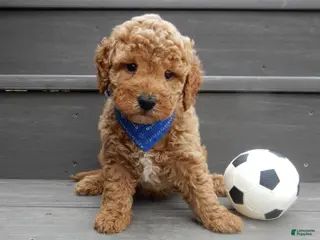 Mini Goldendoodle dogs Oliver - Ad 20
