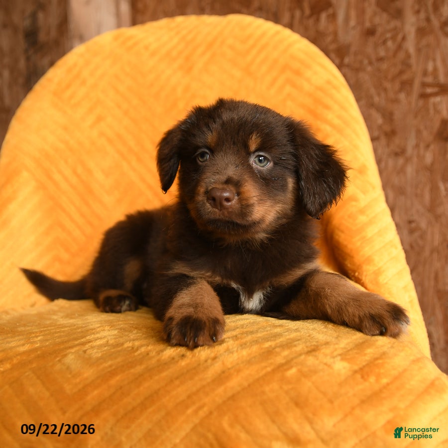 Mixed Breed dogs Toffee - Ad 2