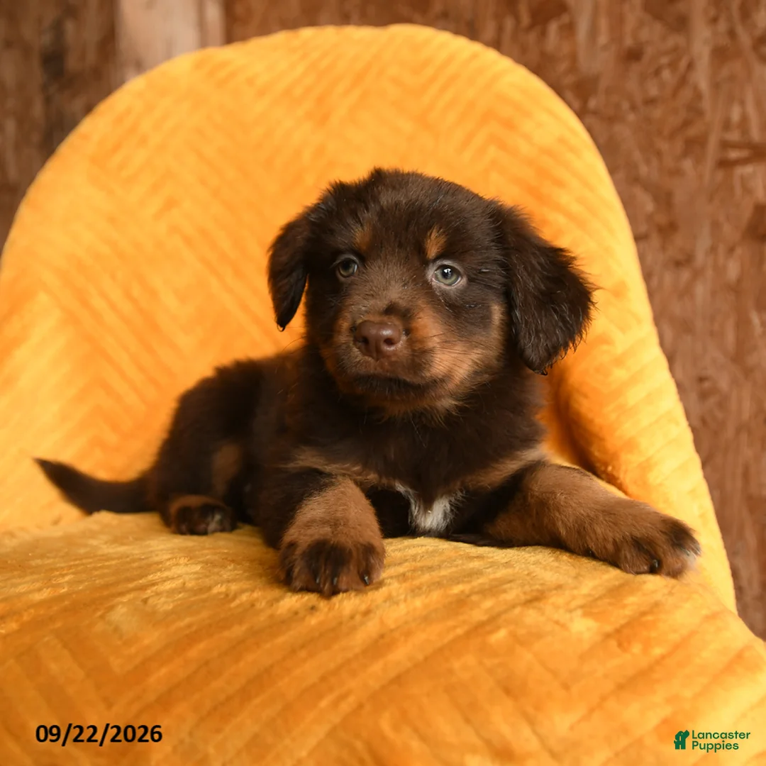 Mixed Breed dogs for sale: Toffee - Ad 2