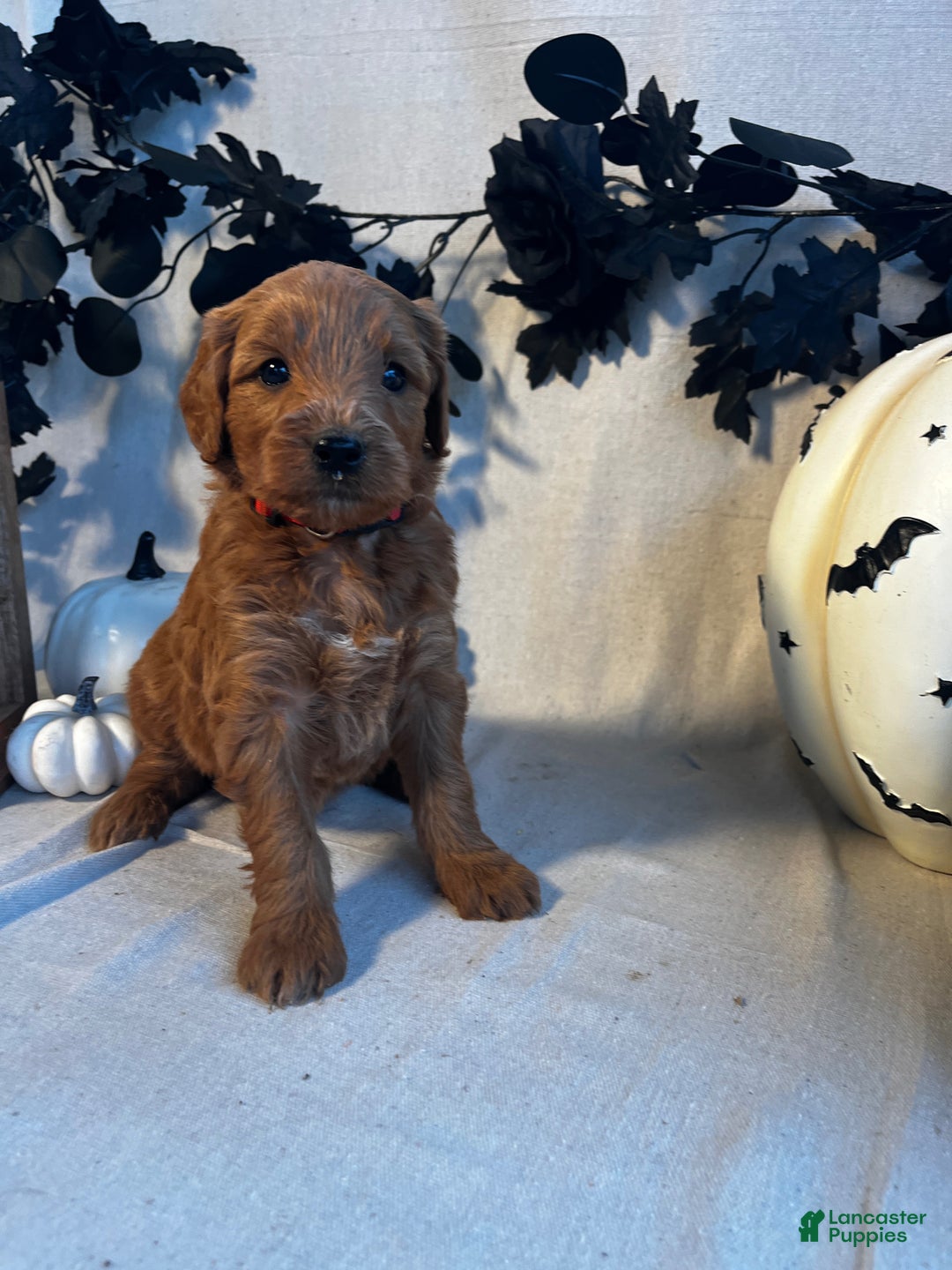 Goldendoodle dogs for sale: Red Collar-Pete - Ad 2