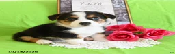 Welsh Corgi Pembroke dogs for sale: Enzo - Ad 2