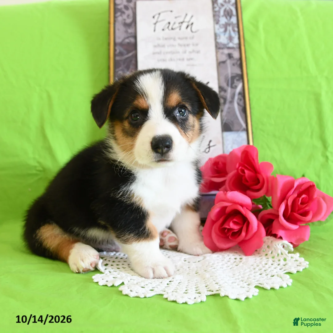 Welsh Corgi Pembroke dogs for sale: Enzo - Ad 2