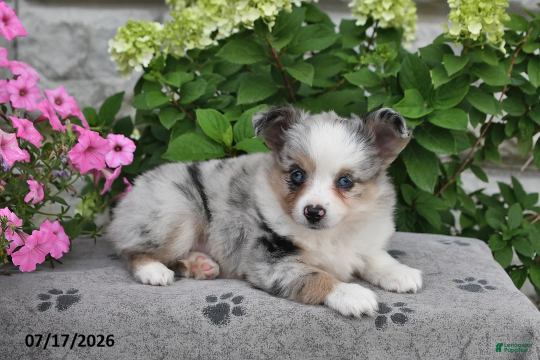 Miniature Australian Shepherd dogs for sale: Addie - Ad 2