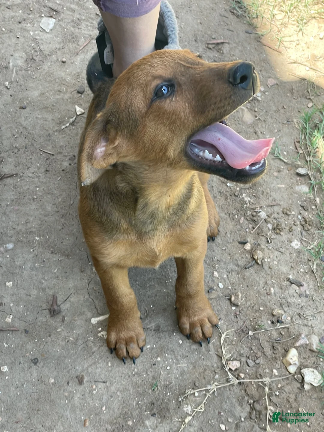 Mixed Breed dogs for sale: Wolfie - Doberdoodle - Ad 2