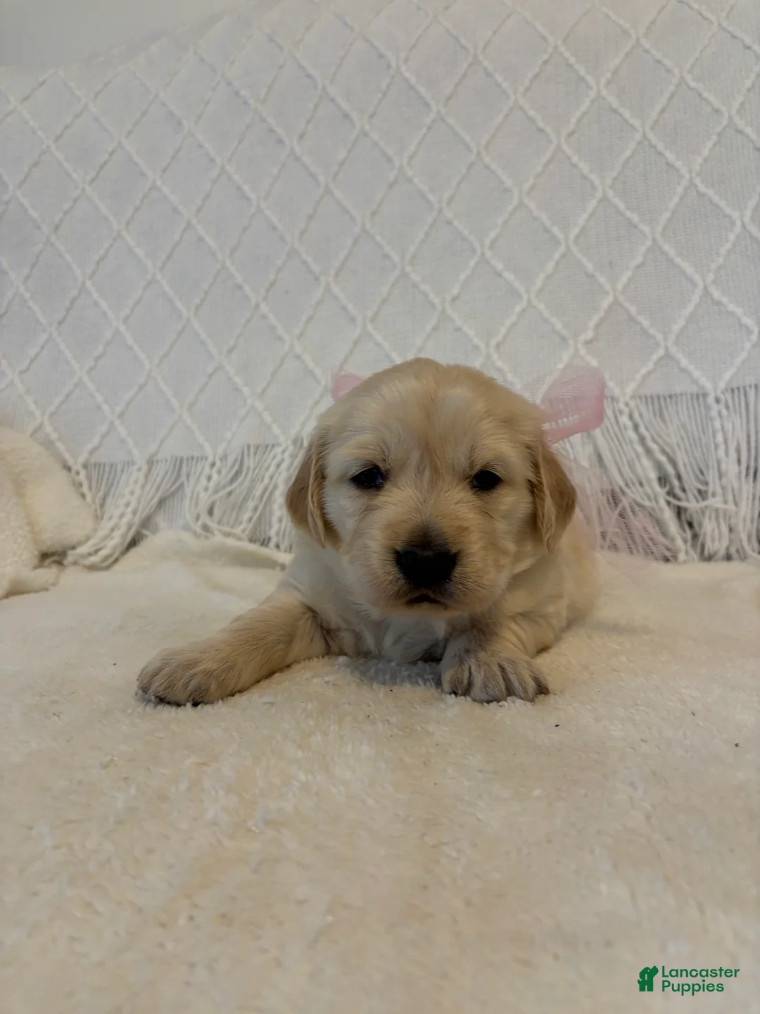 Golden Retriever dogs for sale: Grace  - Ad 5