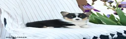 Welsh Corgi Pembroke dogs for sale: Charmane - Ad 2