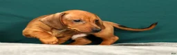 Miniature Dachshund dogs for sale: Paxton - Ad 4