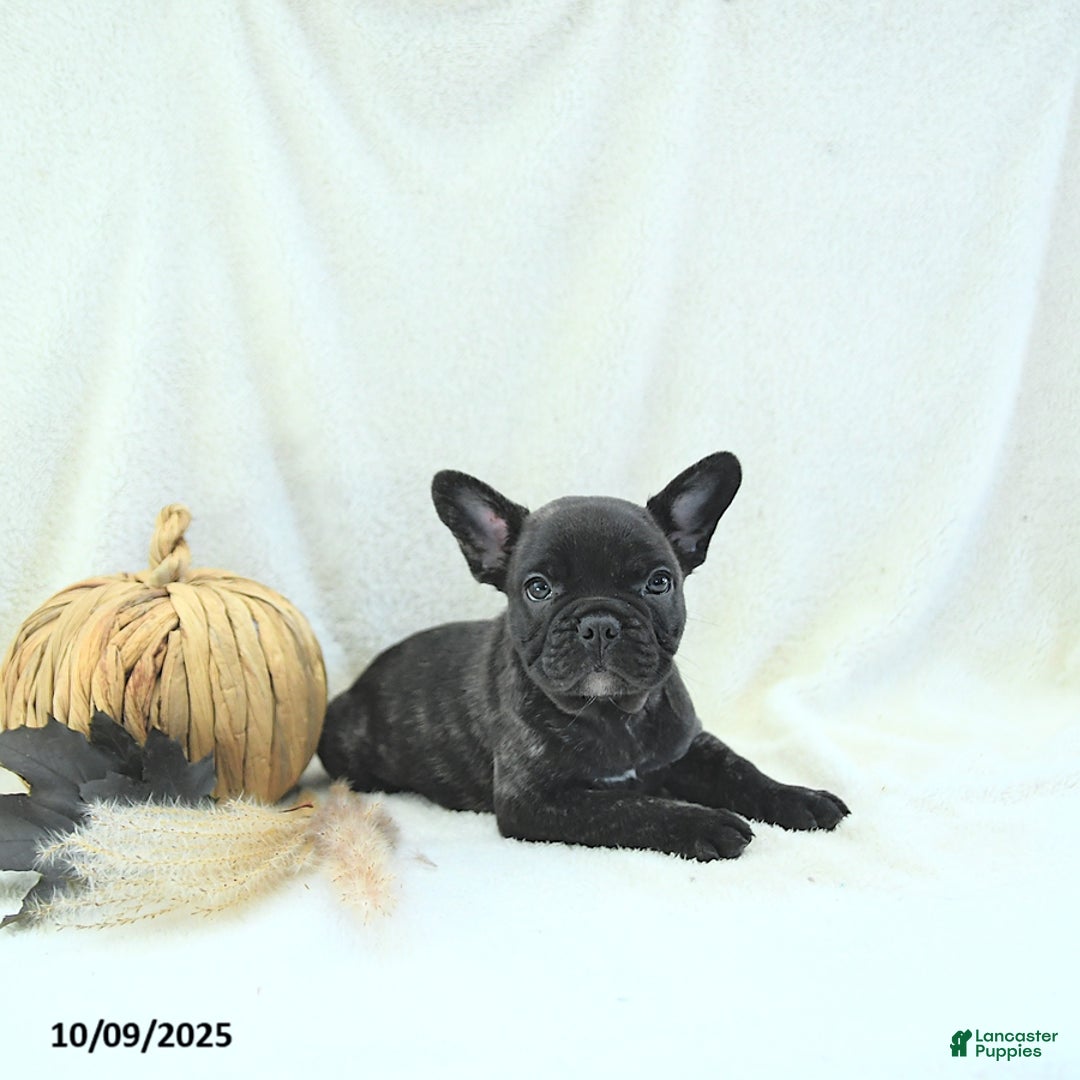 French Bulldog dogs for sale: Boone - Ad 10