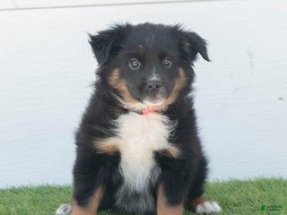 Australian Shepherd dogs - Ad 30