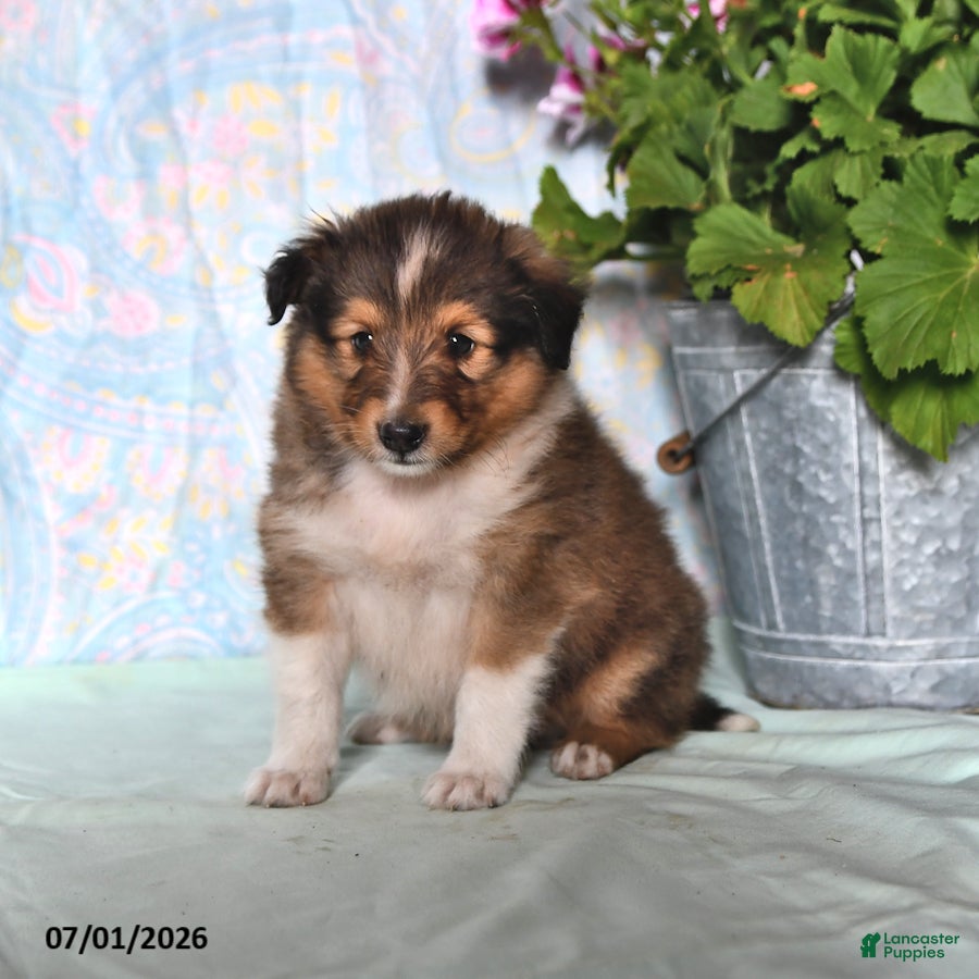 Shetland Sheepdog dogs Mickey - Ad 2