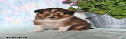 Shetland Sheepdog dogs for sale: Mickey - Ad 2