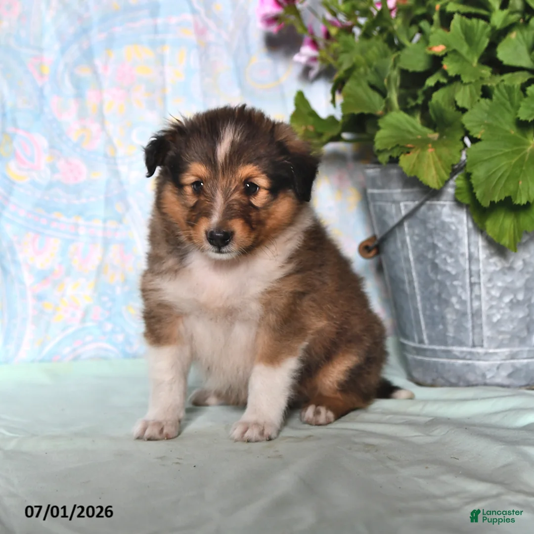 Shetland Sheepdog dogs for sale: Mickey - Ad 2