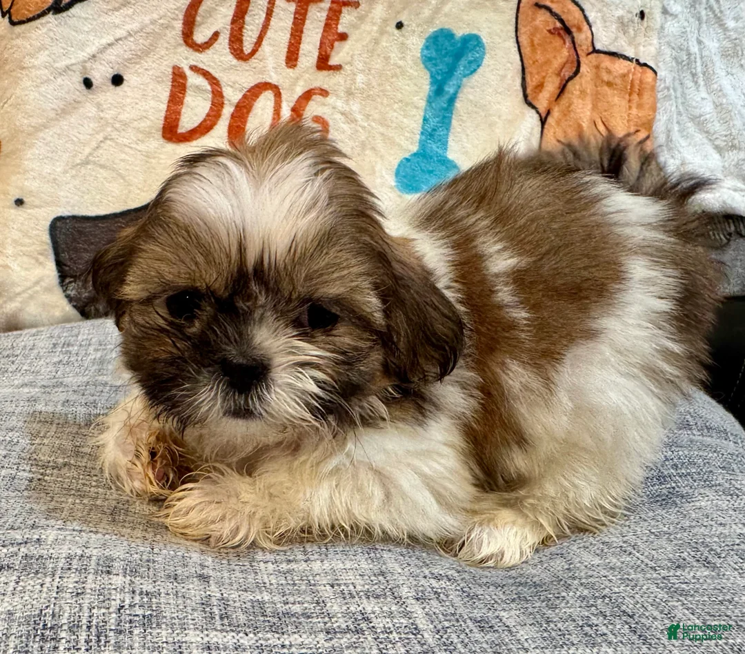 Shih Tzu dogs for sale: Cinnamon - Ad 1